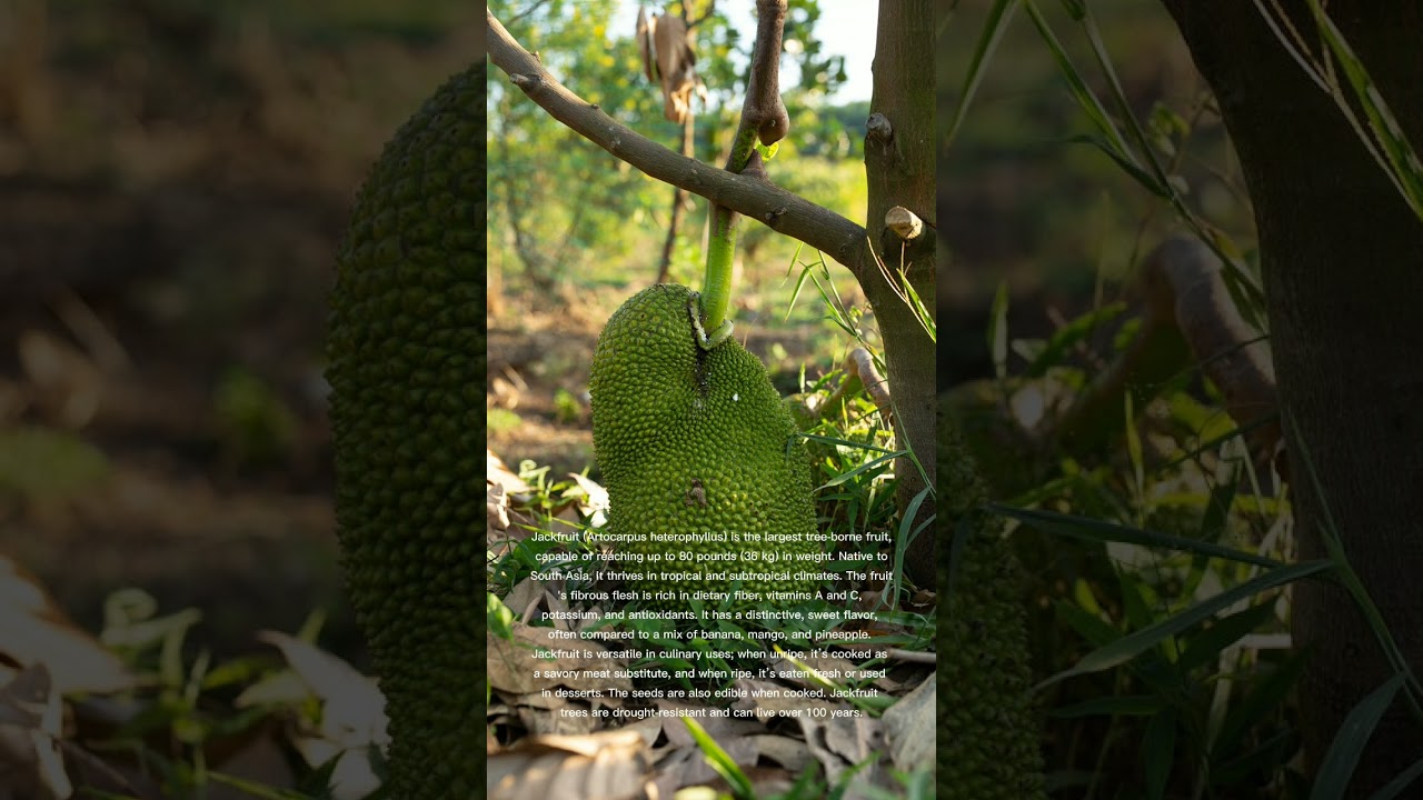 WHY JACKFRUIT IS AN EXCELLENT LOW CARB VEGAN MEAT SUBSTITUTE?