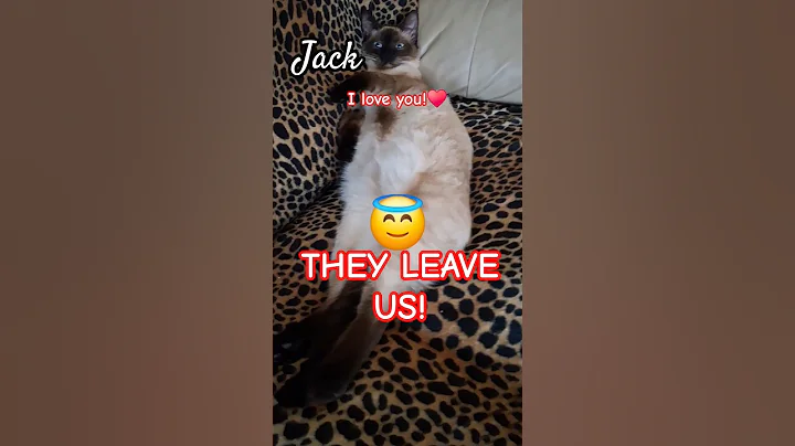 Video 8896321: cat kitten meow siamese, chocolate point siamese kitten, siamese kittens love, leopard