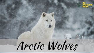 Arctic Wolves by BC Wildlife Park Kamloops 389 views 9 months ago 1 minute, 46 seconds
