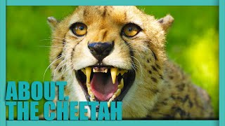 ABOUT. The CHEETAH - The Fastest Land Animal In The World! by Nature's Wonder 595 views 3 months ago 4 minutes, 36 seconds