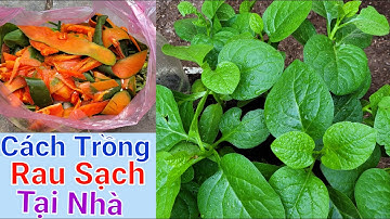Cách ủ rác nhà bếp 2 trong 1 vừa ủ vừa bón cho rau
