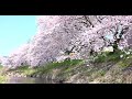 【8K HDR】音羽川の桜
