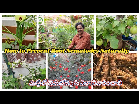 How to Prevent Root Nematodes Naturally | మట్టిలో నెమటోడ్స్ ని ఎలా నివారించాలి