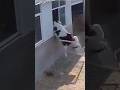 When you see your friend leaving the party without you🐮#electronicmusic #shorts 📹:weeememeitalia