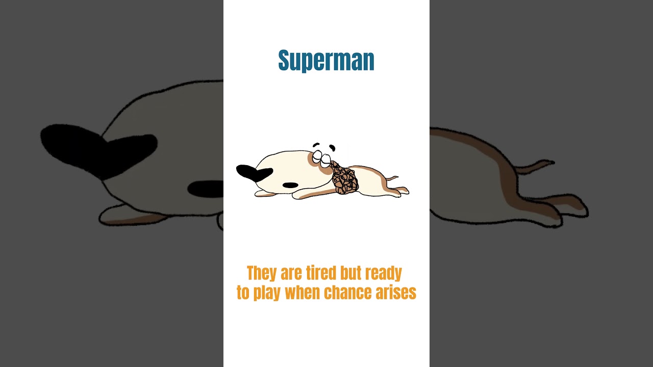 Decoding Your Dog's Sleeping Position - Secrets Revealed | 