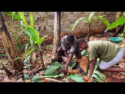 How A Goat Is Slaughtered In Uganda
