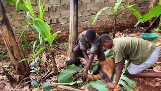 How A Goat Is Slaughtered In Uganda
