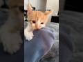 Killing it! #catvideos #orangecatbehavior #funnycatvideos #shorts