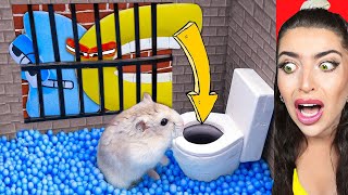 Alphabet Lore ESCAPE Hamster PRISON! (SAVE THE LETTERS!)