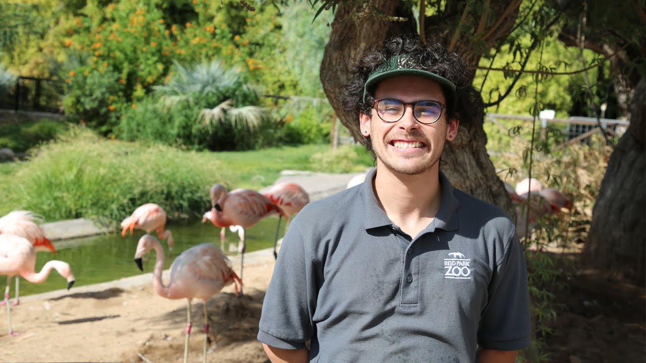 take-a-tour-of-reid-park-zoo-with-luis-for-customer-service-week-youtube