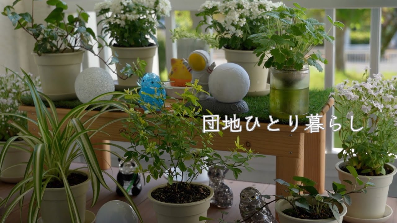 Жизнь с саженцами и комнатными растениями