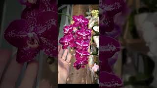 Красота сорта впечатляет,а пышная гроздь восковых цветочков завораживает! #orchid #shorts #орхидеи
