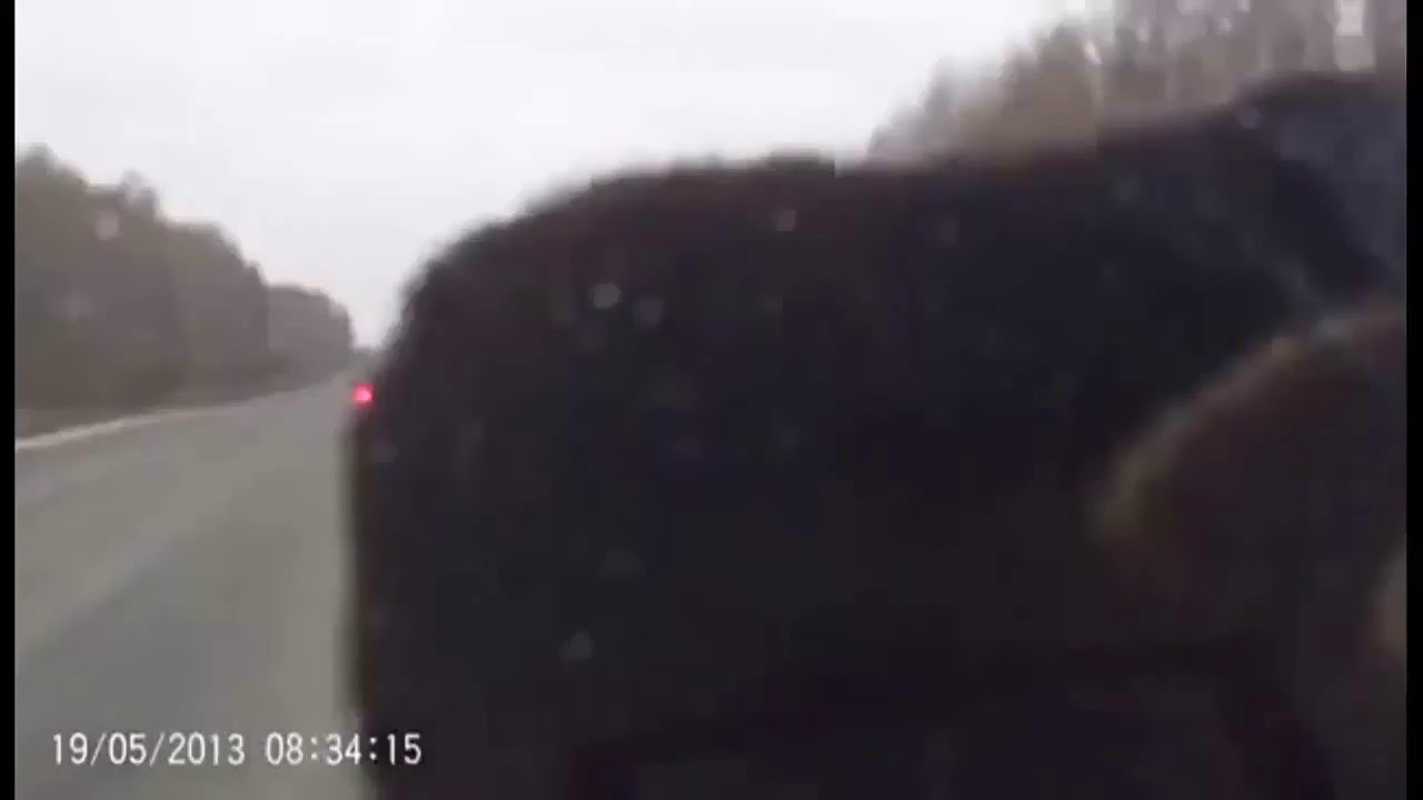 Медведь грызет машину