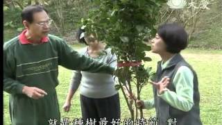 20120427《草根菩提》319出去走走--尋找桃花園