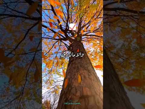 ليس الشتاء وحده موسم البرد فالجفاء برد والخيبة برد الخذلان برد وكسر الخواطر برد