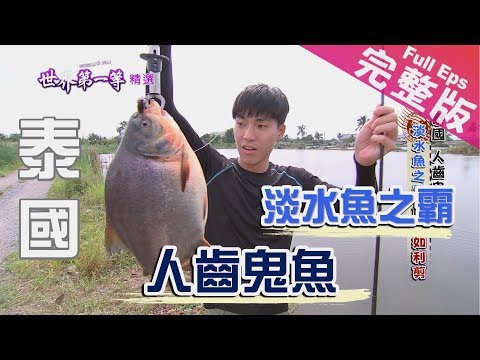 【泰國】葫蘆木鱉果/極限足球/亞洲第一甩尾王/人齒鬼魚 ｜《世界第一等》848集完整版