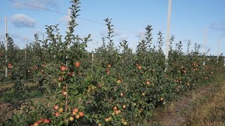 Интенсивный сад яблони 2020