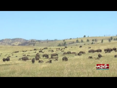 Video: Wat is er in Custer State Park?