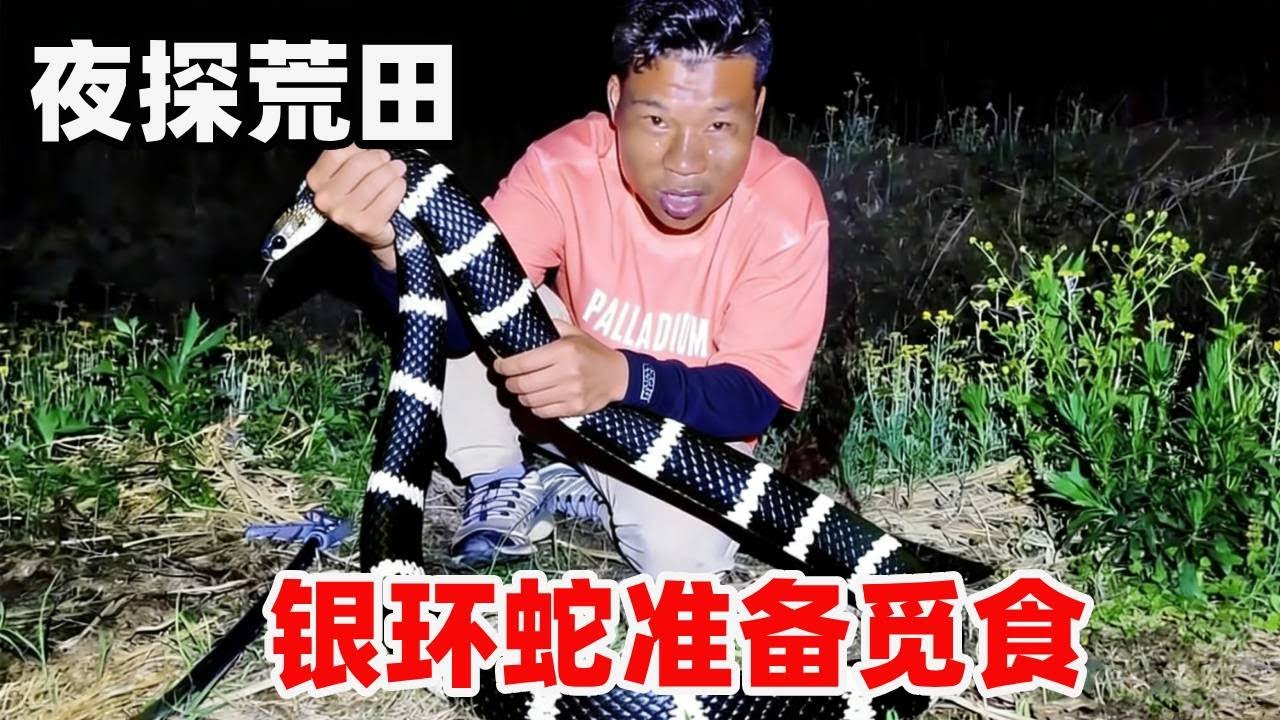 荒田惊现 “亚洲一哥” 银环蛇正准备觅食，钓鱼人遇到真的要小心