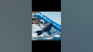 POV: Shark attacks a party yacht in the middle of the ocean #attack #ocean #shark #pov #ai