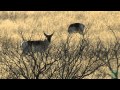 2012 Lone Star Land Steward: Double H Ranch  - Texas Parks and Wildlife [Official]