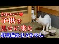 【野良猫親子】雨降る夜に子猫たちを連れてやって来た母猫①