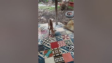 sát thủ săn chuột chó phú quốc - trại chó phú quốc sài gòn