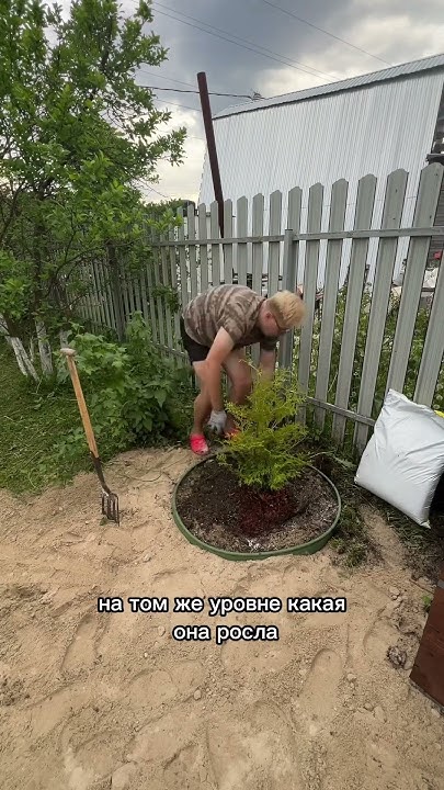 Пересадка туи #дача #сад #огород #garden #дача - YouTube