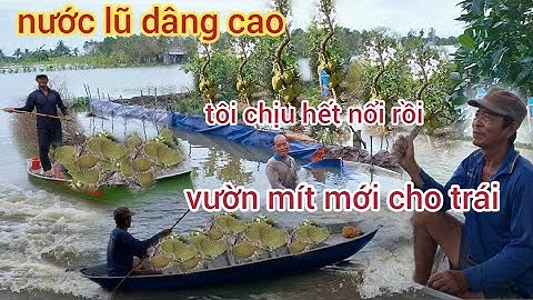 Khủng khiếp Nước lũ.ngập chìm.Ruộng vườn.nhà cửa.bà con.Mùa nước nổi an Giang.Lũ nguồn Campuchia