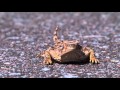 Where Did the Horny Toad Go?