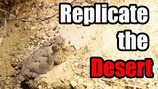 Replicate the Desert | How to Arid Enclosure Setup for Desert Horned Lizards