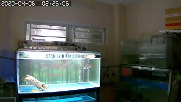 Cá rồng sinh sản trên hồ kính lần đầu tiên tại Việt Nam.