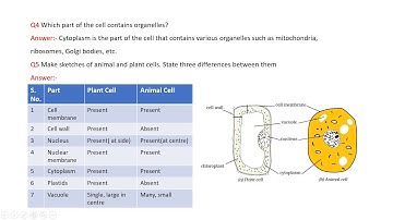 Science 8 Chapter 8 Cell Structure &Functions Explanation of Answers of Exercise Questions of NCERT