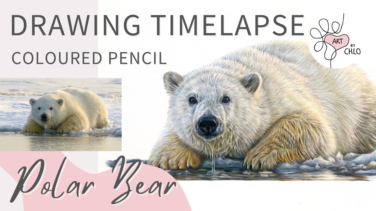 Realistic Polar Bear Drawing | Full Coloured Pencil Timelapse 🐻‍❄️🎨