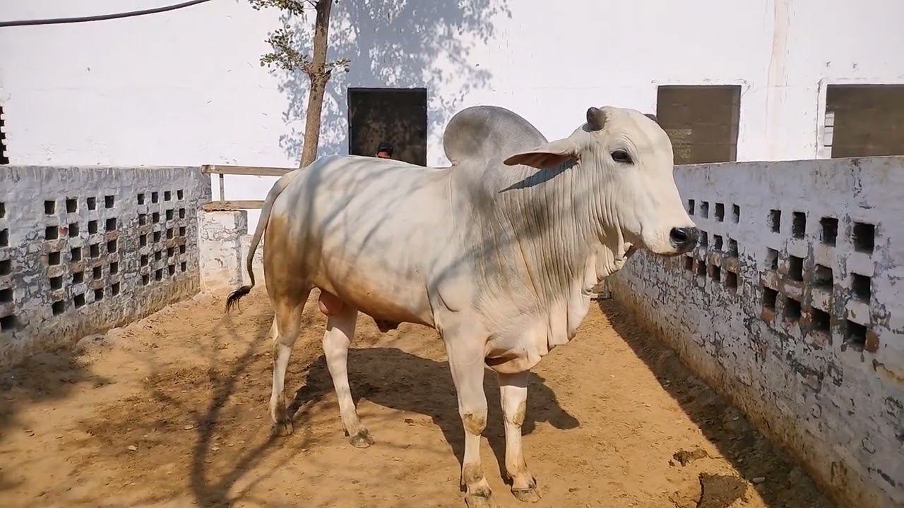 #यदुवंशी #गौशाला शंकर नदी #jitu#sunilcowfarming