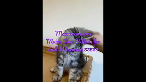 Watch the video about #mainecoon #catbreed #mainecooncats #kittycat #catlover #tabby #cat #pet kittens for Sale