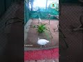 White Peacocks In Zoo Park #shorts #shortvideo #ytshorts  #trending #youtube #zoo #zoopark #peacocks