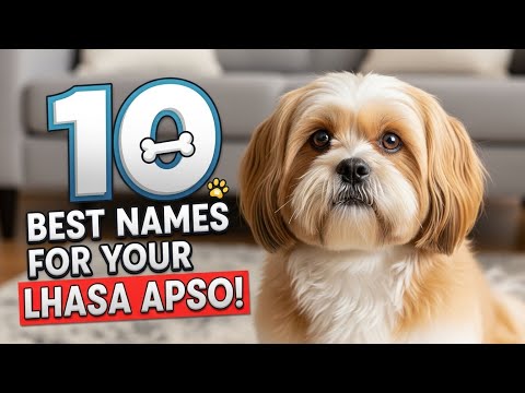 ラサ・アプソにピッタリの名前10選!🐾