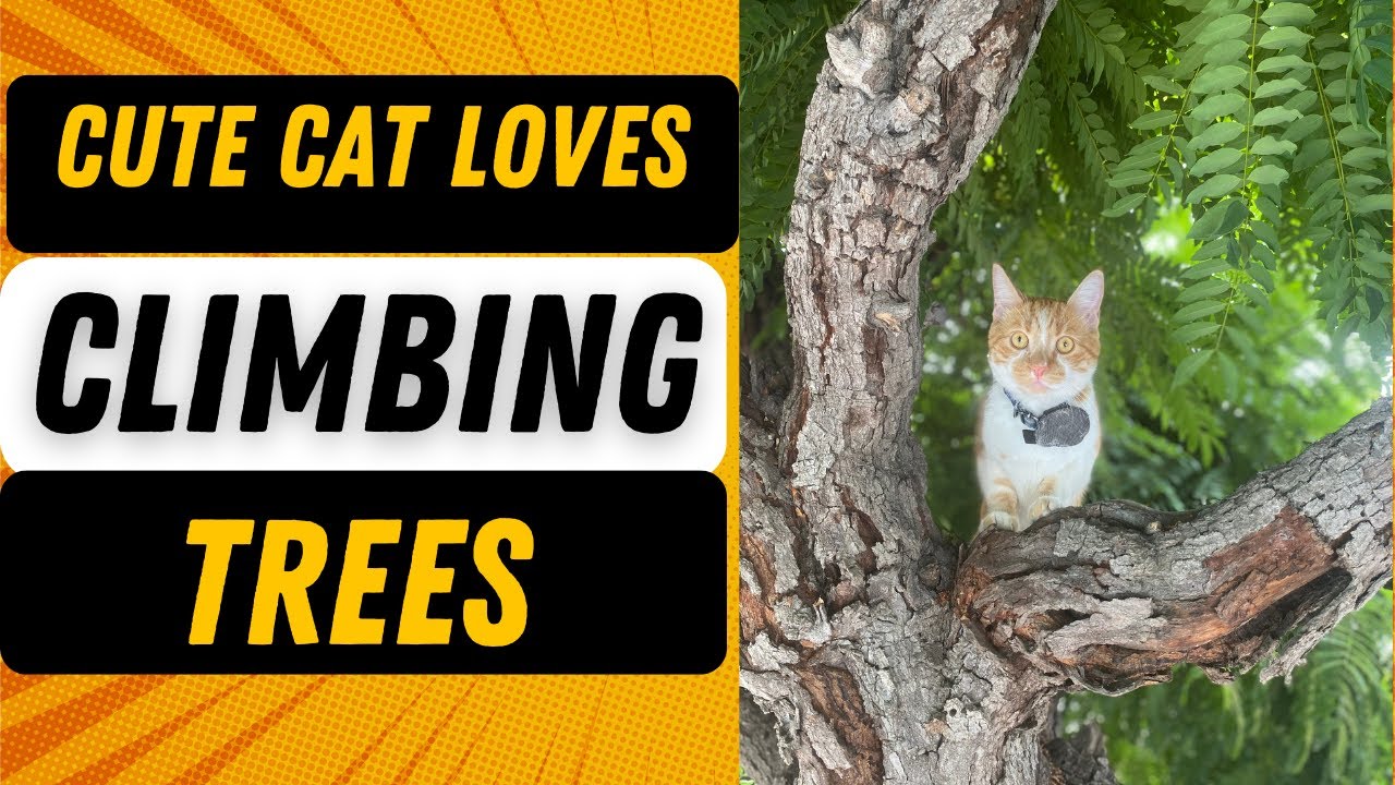 CAT LOVES CLIMBING TREES Cat's Outdoor Adventure Adventurous Cat Max The Playful Cat YouTube