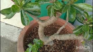 Waiting for the purple Adenium flowers to bloom together