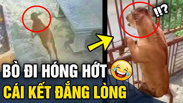 Tin 3 Phút Hài | Tổng hợp tình huống 