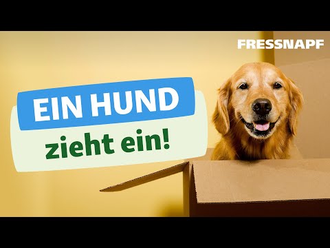 Video: So wählen Sie den richtigen Futternapf für Ihren Hund