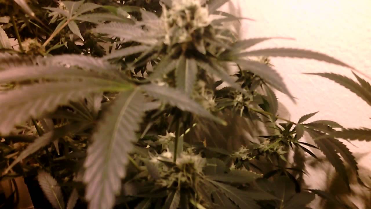 Day 41 flower .