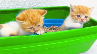 No one expected this! 💥The kittens decided to use the litter box for an unusual purpose!