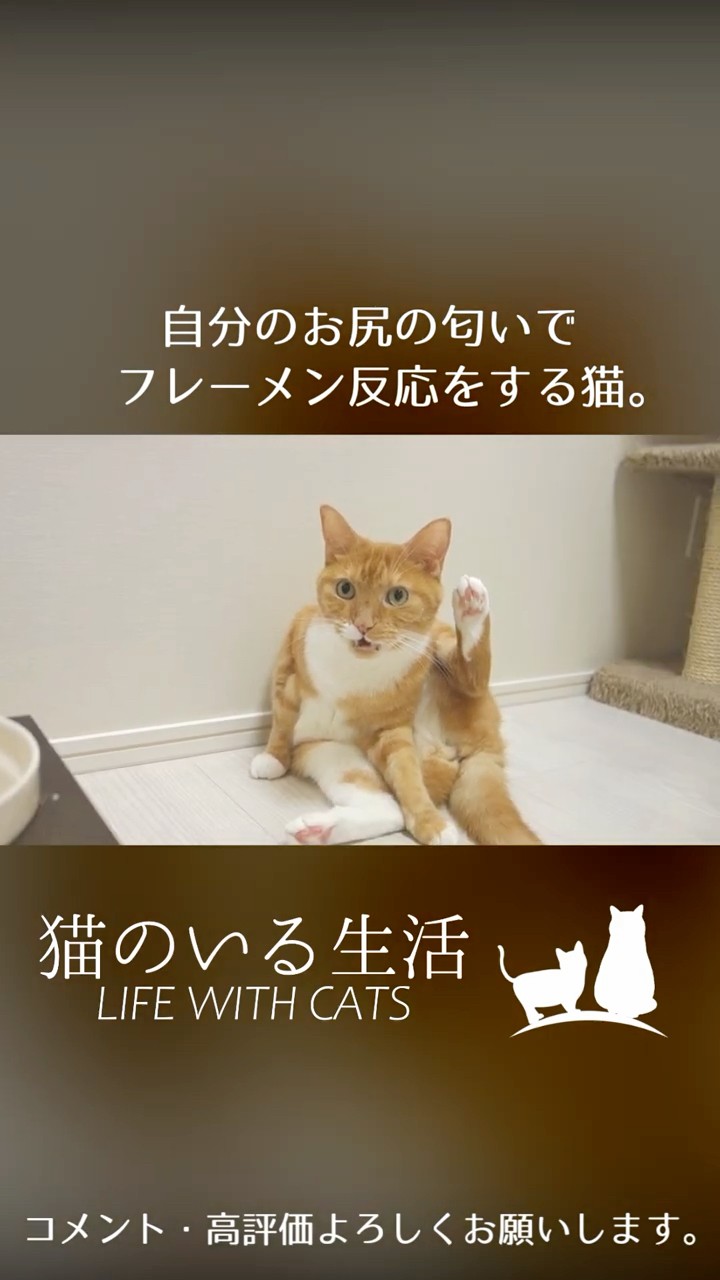 【猫が居る生活】 Life with Cats - YouTube