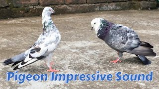 Male Pigeon Sound Impressive Female Pigeon || Male Pigeon Super Performance