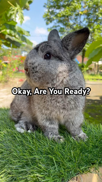 DJ Kelinci! Memandu Joget Sound Thailand Viral!