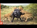 This Buffalo Survived 17 Lions — Against All Odds