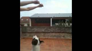 American Staff Attack