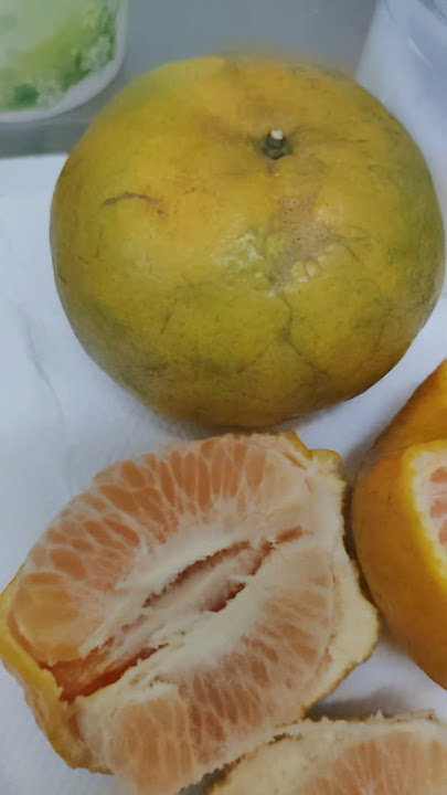 Download lagu dalandan with salt the best #yummfruits #shortsvideo